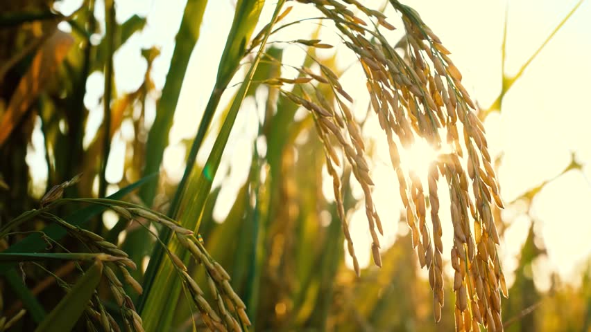 Beautiful rice fields in the sun