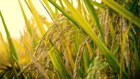 Beautiful rice fields in the sun - Powered by Shutterstock - Get 15% off with code: PIKWIZARD15