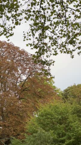Colorful trees in the parc