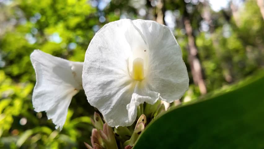 Close up HD footage of Costus speciosus (spiral ginger) white flowers in South China, exotic tropical plant video for scientific research, botany study, biodiversity and documentary projects.