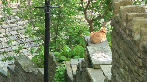 A ginger cat resting on a stone wall.