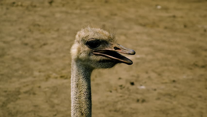 Ostriches on a farm in summer. Selective focus.