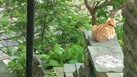 A ginger cat sitting on a garden wall backing onto a steep set of public steps.