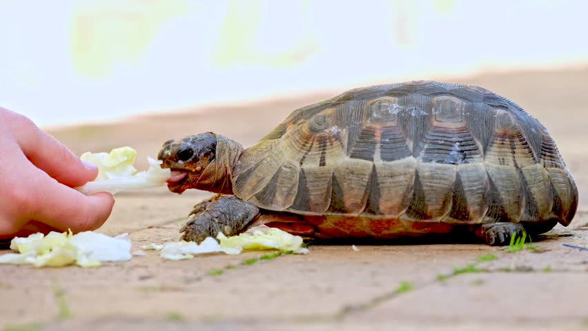 Rescued red-belly tortoise Chersina angulata being hand-fed with lettuce