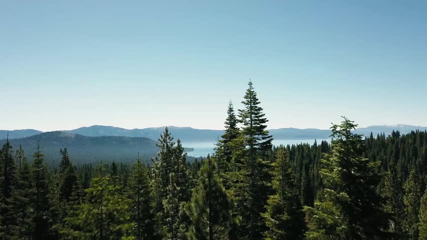Cinematic aerial footage captured on a summer morning, showcasing dense pine trees near the pristine shores of Lake Tahoe. Soft morning light filters through the mist, creating a peaceful atmosphere.