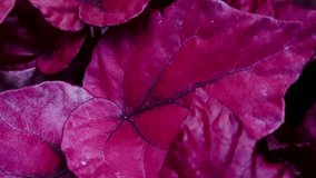 Detailed macro shot of Red Rex Begonia (Begonia rex-cultorum) leaves, showcasing the vibrant anthocyanin pigmentation and dark venation - Powered by Shutterstock - Get 15% off with code: PIKWIZARD15