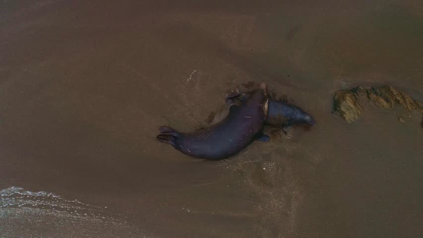 Two Northern Elephant Seals resting together on sandy beach, California