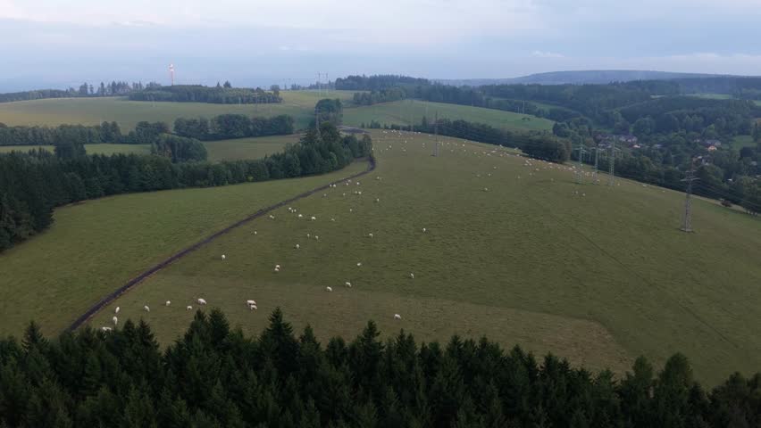 A herd of white cows grazing in grassy hills. Outdoor paddock and standing from a drone. Czech
