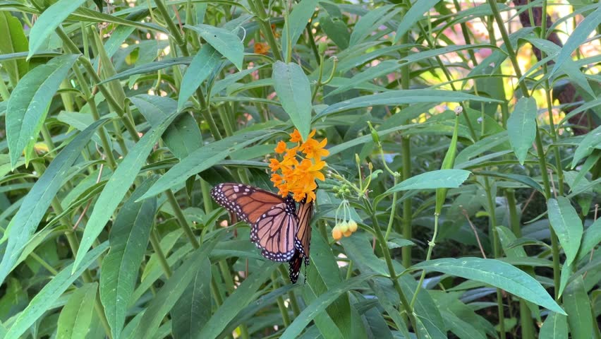 4K HD video of male monarch butterfly attempting to mate with a female with milkweed plants and flowers in background.