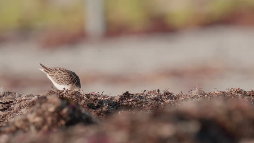 Seapoint Beach Kittery Maine, USA. Fall 2025