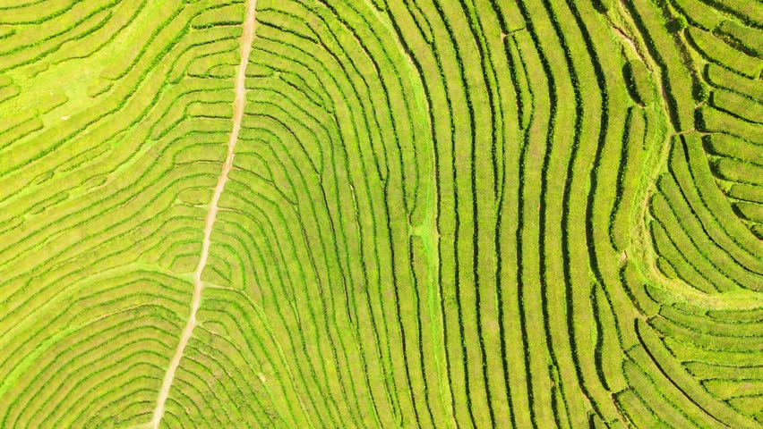 Tea Plantation. Lush Green Terraces. Azores, Sao Miguel Island. Portugal. Aerial Top-Down Overhead View. Drone Moves Sideways