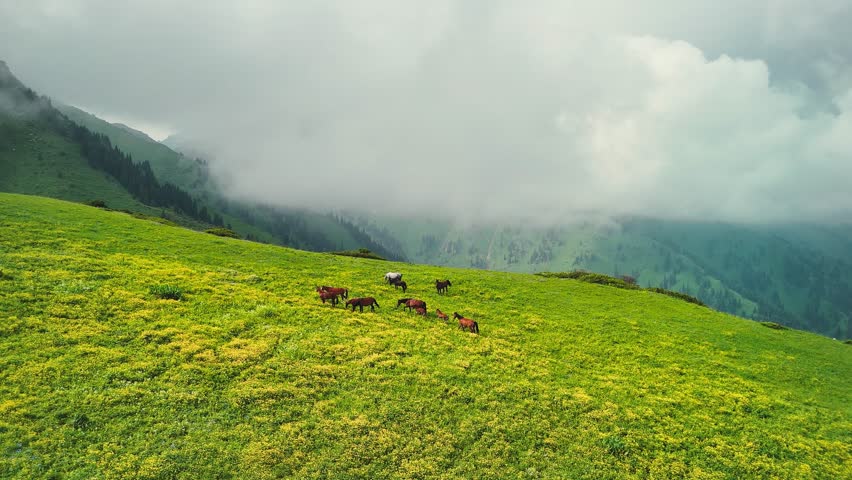 Aerial Mountains landscape and herd of horses in Kazakhstan
