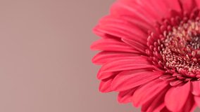 Close-up macro of one coral gerbera swaying in the wind. Soft natural light, copy space. Perfect for serene floral backgrounds or design use. - Powered by Shutterstock - Get 15% off with code: PIKWIZARD15