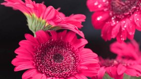 Close-up macro of heavy raindrops landing on pink gerbera flowers. Fresh, wet petals and vibrant color in soft natural lighting. Slow motion. - Powered by Shutterstock - Get 15% off with code: PIKWIZARD15