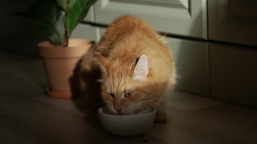 Fluffy ginger cat enjoying a meal from a ceramic bowl on the kitchen floor. The domestic pet is illuminated by a ray of sunlight, and after eating, it sits up and contentedly licks its lips