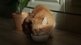 Fluffy ginger cat enjoying a meal from a ceramic bowl on the kitchen floor. The domestic pet is illuminated by a ray of sunlight, and after eating, it sits up and contentedly licks its lips - Powered by Shutterstock - Get 15% off with code: PIKWIZARD15