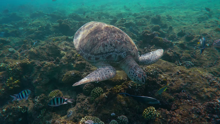 Red Sea Clown Surgeon fish, Acanthurus sohal swims around and attacks a Great Green Sea Turtle, Chelonia mydas, turtle eats small algae from the top of coral reef in the morning time