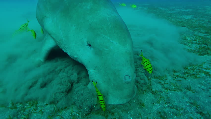 Close up of Sea Cow accompanied by school of Golden kingfish feeding seagrass on sea bottom, Sea Cow, Dugong dugon with shoal of vibrant yellow Golden Trevally, Gnathanodon speciosus