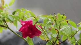 Pink rose Bonica with buds in the garden the rainy season. pink rose leaves in the yard during the rainy season. Fresh Leaves with Raindrops in Rainy Season. blooming pink roses from a tree branch. - Powered by Shutterstock - Get 15% off with code: PIKWIZARD15