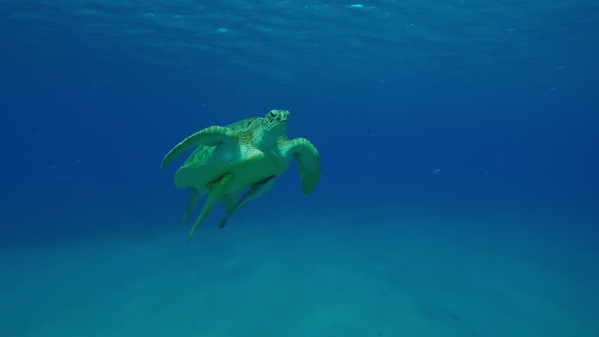 Sea Turtle slowly emerges in turquoise water, Front view, Slow motion of Great Green Sea Turtle, Chelonia mydas swims in the Ocean
