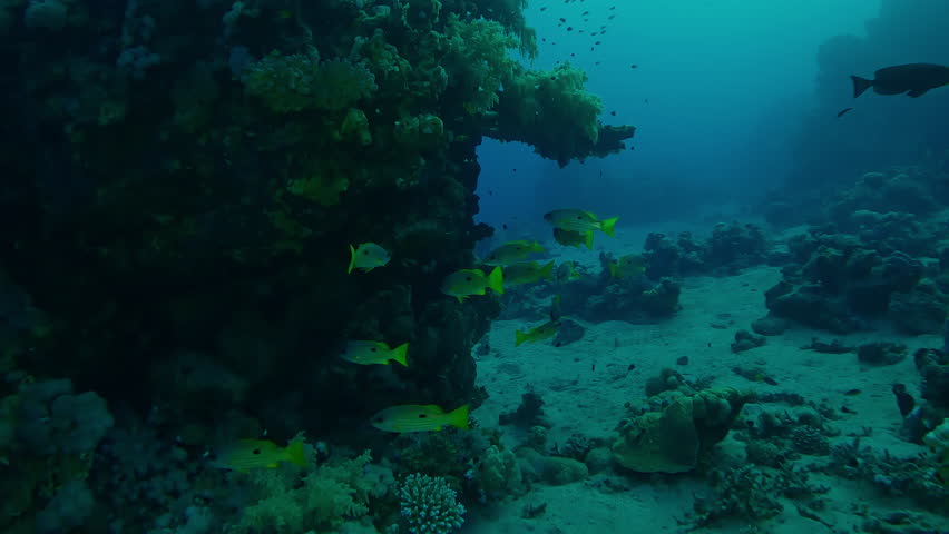 Camera moving towards coral reef, school of yellow fish swimming near it in evening light, Slow motion of school of Dory snapper or Blackspot snapper, Lutjanus fulviflamma at sunset - Powered by Shutterstock - Get 15% off with code: PIKWIZARD15
