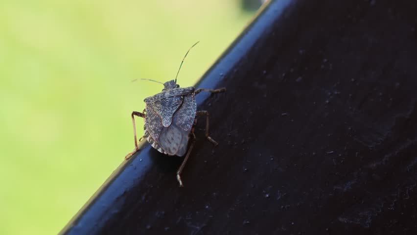 Close up of a brown marmorated stink bug slowly walking on a dark handrail with a blurred green background