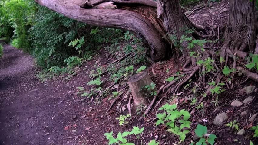 A strangely twisted tree with a rotten core grows near a forest path