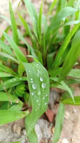 Close-up of sparkling dew drops on a leaf in the soft light of dawn, symbolizing freshness and purity.
