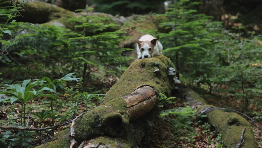 A Jack Russell Terrier curiously peeks over a moss-covered fallen tree. The dog face appears just above the edge of the trunk in the forest.