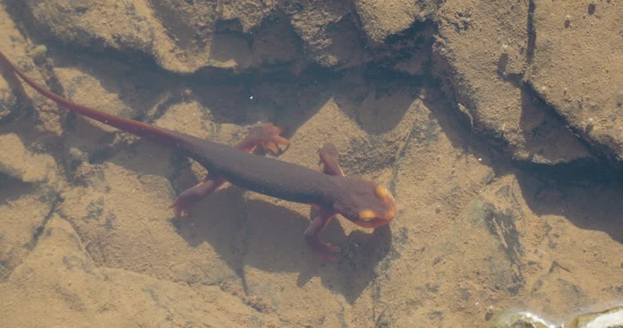 Underwater View of a California Newt
