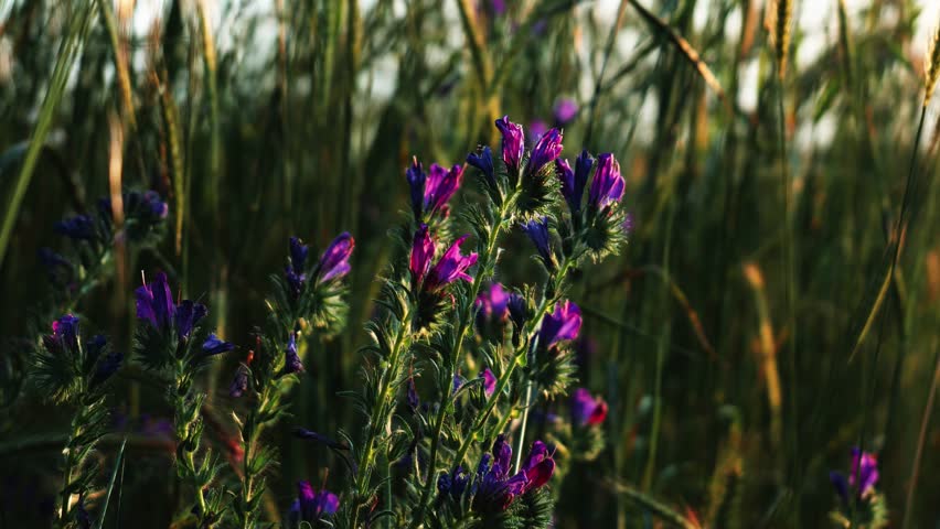 Viper, Echium Vulgare Flowers Among Wheat Spikes in Cinematic Light – 4K Nature Footage