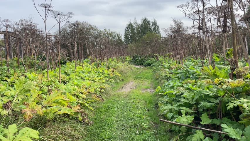 A Beautiful and Scenic Pathway Surrounded by Lush Green Vegetation and a Few Dead Trees