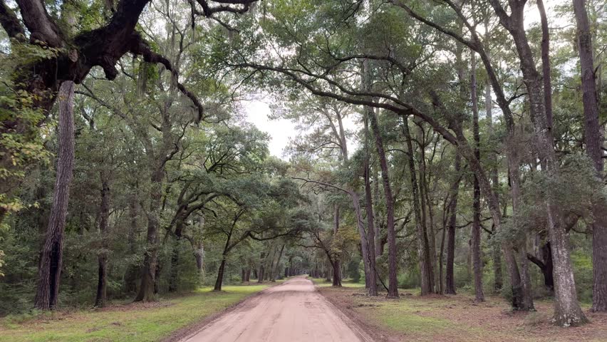 Driving Down Wooded Dirt Road with Hanging Moss on Edisto Island, South Carolina