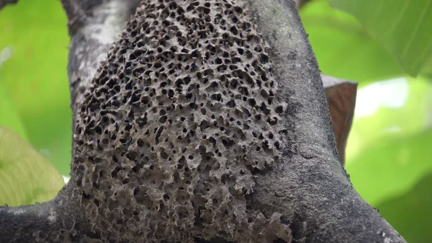 The intricate and porous texture of a termite or ant colony home built on a tree branch in a tropical forest. A detailed stock footage clip of amazing insect architecture in nature.