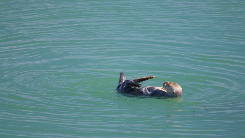 Watch charming sea otters float gracefully on the water, joyfully eating, caring for their young, and grooming themselves in a serene aquatic setting amid natures stunning beauty