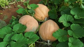 A series of video clips showing large Halloween pumpkins growing on lush vines in a field in Da Lat, Vietnam. The footage captures the seasonal autumn harvest and fresh produce. - Powered by Shutterstock - Get 15% off with code: PIKWIZARD15