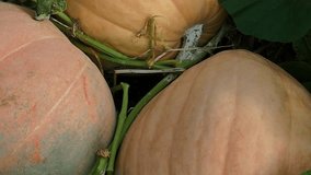 A series of video clips showing large Halloween pumpkins growing on lush vines in a field in Da Lat, Vietnam. The footage captures the seasonal autumn harvest and fresh produce. - Powered by Shutterstock - Get 15% off with code: PIKWIZARD15