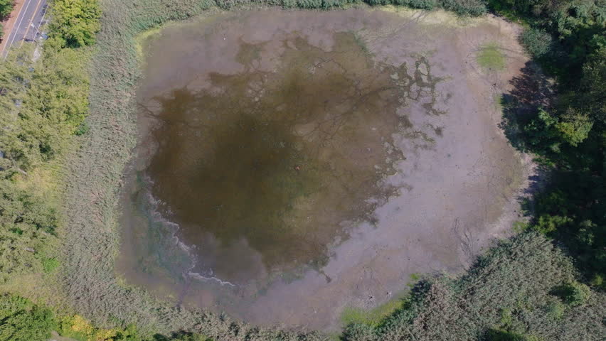 Aerial drone video of wetland pond with reflections, tall grasses, and green forest trees in Staten Island, New York, on a clear sunny summer day.