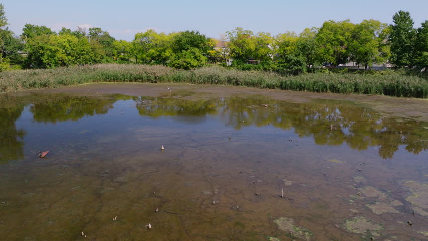 Aerial drone video of wetland pond with reflections, tall grasses, and green forest trees in Staten Island, New York, on a clear sunny summer day.