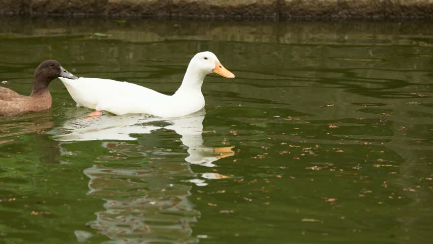 Two ducks swim side by side in a peaceful pond in Buxton, Derbyshire, England