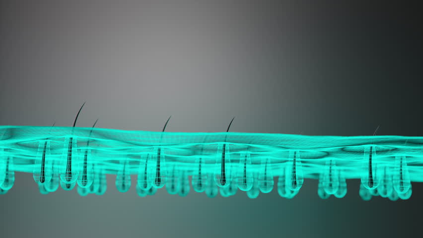 3D animation showing hair growth from roots beneath the scalp. Ideal for hair treatment, hair serum ads, and scalp care visualizations.