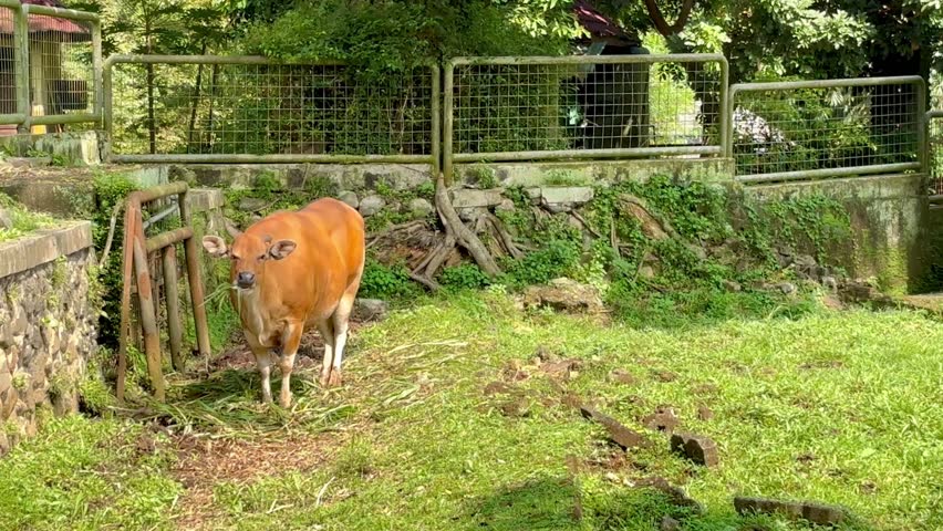 A banteng (Bos javanicus), also known as tembadau, which is a species of wild cattle native to Southeast Asia, resembling a reddish-brown cow, eating in a grassy enclosure.