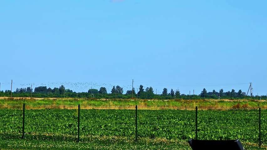 Static view of a rural landscape with flock of birds flying under clear, blue sky in Dobele, Latvia. Murmuration.