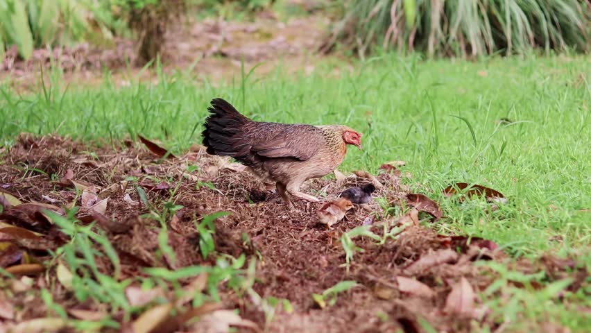 A mother hen with her chicks foraging on the grass