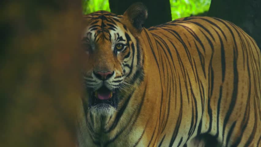 Royal Bengal Tiger Slowmotion walk