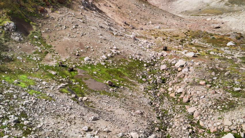 Mother and three bear cubs in autumn in Kamchatka. Near the dacha springs (Mutnovskaya Sopka volcano).