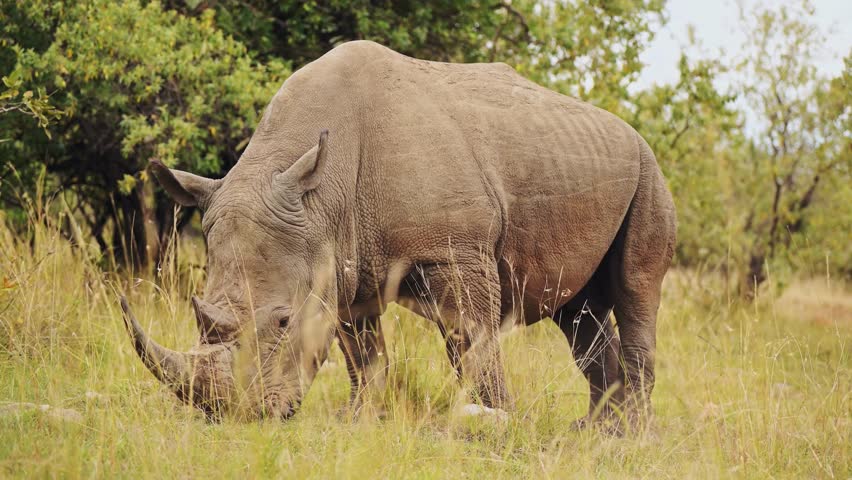 4K footage of a rhino walking and grazing peacefully. The powerful endangered animal showcases its natural behavior, strength, and beauty in a wildlife setting.