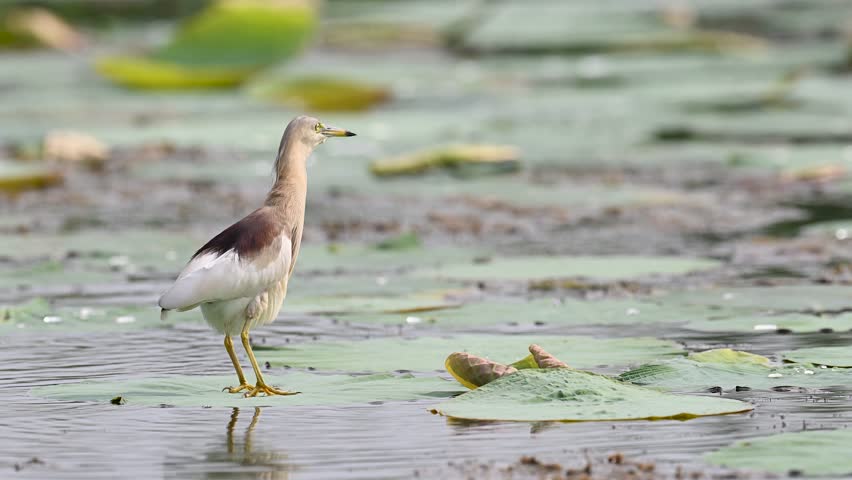 Indian Pond Heron taking off gracefully from floating water lily pads