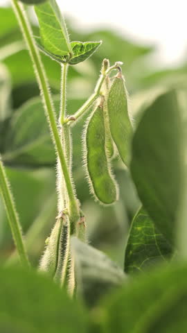 Soybean pods on the plant, close-up view, Close-Up of Soybean Plants in Field