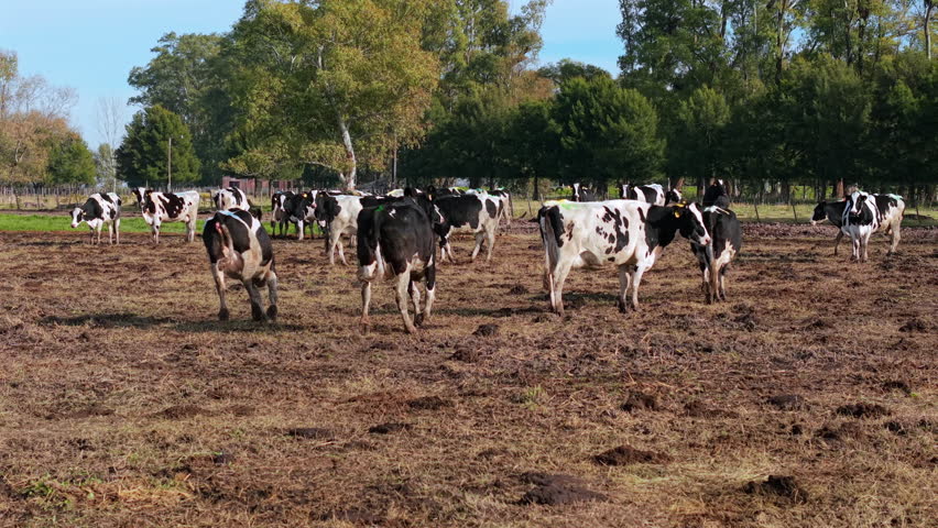 Holando argentino dairy cows grazing peacefully in verdant pastures under bright sunlight, representing typical agricultural landscape of Buenos Aires Province, Argentina
